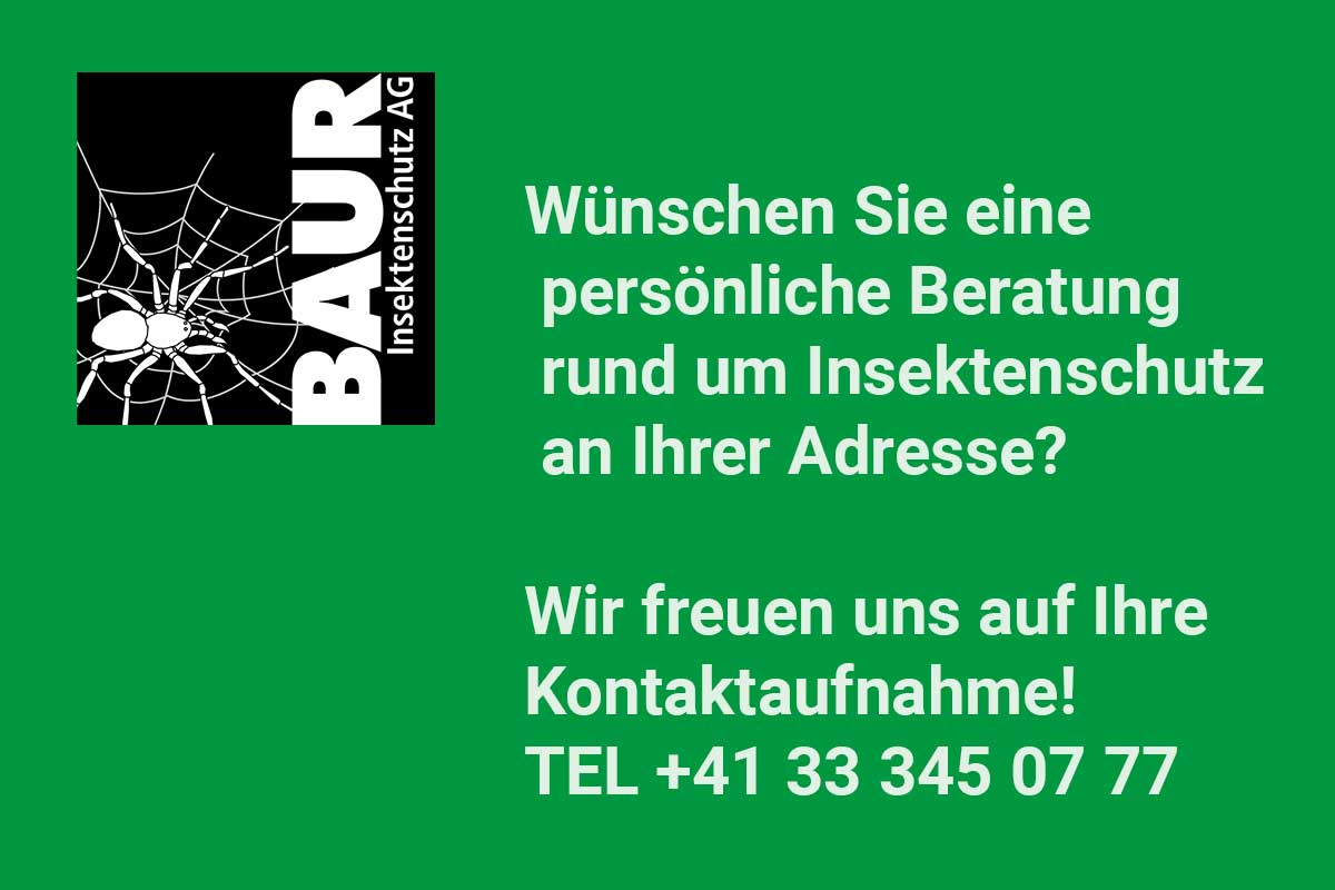 Baur-Uttigen-Fliegengitter-aufs-Mass-Beratung-kostenlos